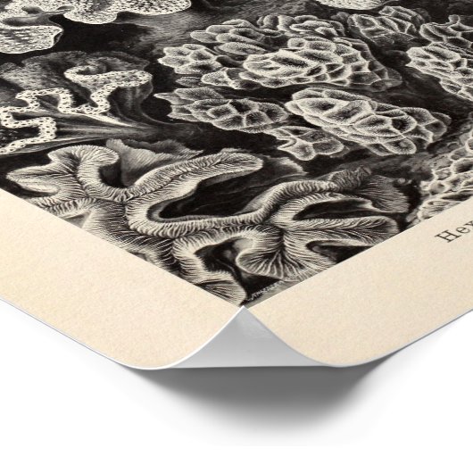 Hexacoralla Coral Ernst Haeckel Art Print (Hoek)