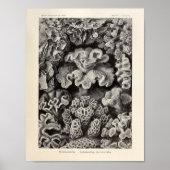 Hexacoralla Coral Ernst Haeckel Art Print (Voorkant)