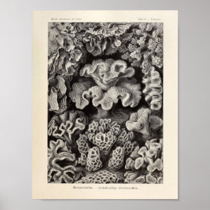  Hexacoralla Coral Ernst Haeckel Art Print