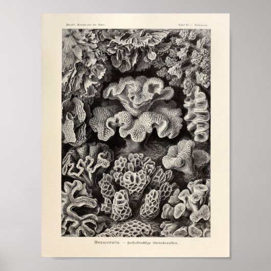  Hexacoralla Coral Ernst Haeckel Art Print (Voorkant)