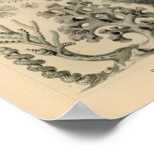  Hexactinellae Color Ernst Haeckel Print (Hoek)