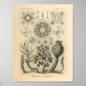  Hexactinellae Color Ernst Haeckel Print (Voorkant)