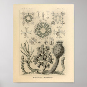  Hexactinellae Color Ernst Haeckel Print