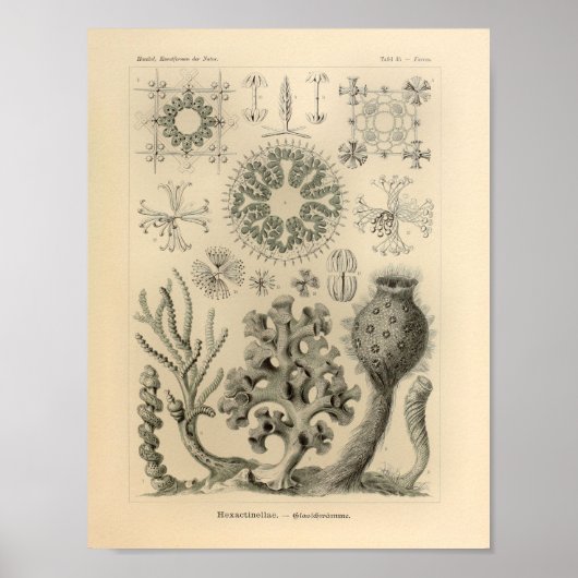 Hexactinellae Color Ernst Haeckel Print (Voorkant)