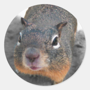 Hey schattig grappig eekhoorn ronde sticker
