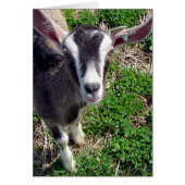 Hi Daar Goat (Voorkant)