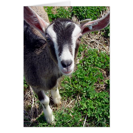 Hi Daar Goat (Voorkant)