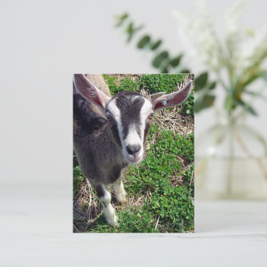 Hi Daar Goat Briefkaart (Staand voorkant)