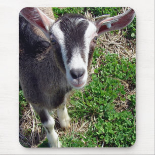 Hi Daar Goat Muismat