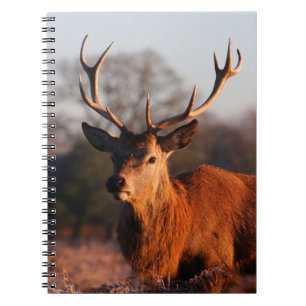 HI DEER NOTITIEBOEK