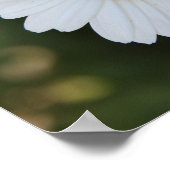 Hi-def foto van een Daisy, "Earth Laughs in Poster (Hoek)