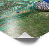 Hi-def foto van Peacock Foto Afdruk (Hoek)