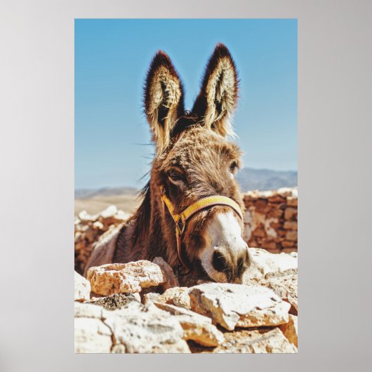 HI DONKEY POSTER (Voorkant)