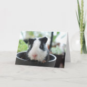 Hi Guinea Pig Kaart (Voorkant)