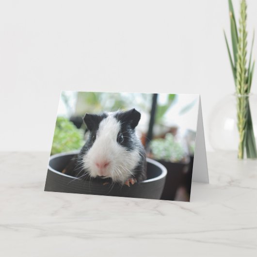 Hi Guinea Pig Kaart (Voorkant)