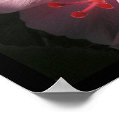 Hi Hibiscus Luscious Shadows Poster Print (Hoek)