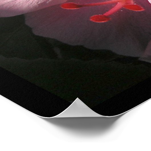 Hi Hibiscus Luscious Shadows Poster Print (Hoek)
