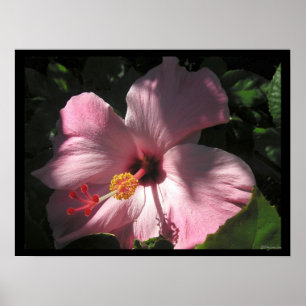 Hi Hibiscus Luscious Shadows Poster Print