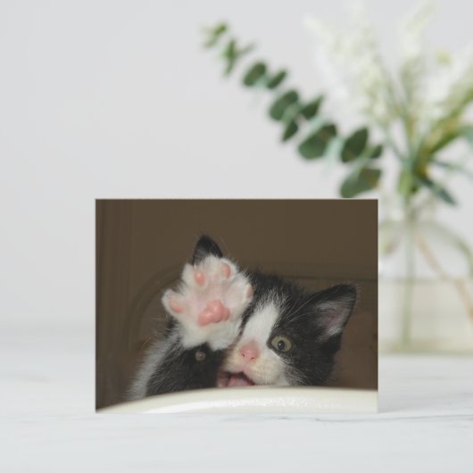 "HI" Kitten briefkaart (Staand voorkant)