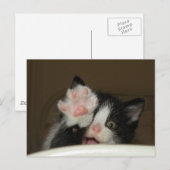 "HI" Kitten briefkaart (Voorkant / Achterkant)