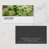 Hi-Phi - 0244 - Sedum "Autumn Joy" Visitekaartje (Voorkant / Achterkant)