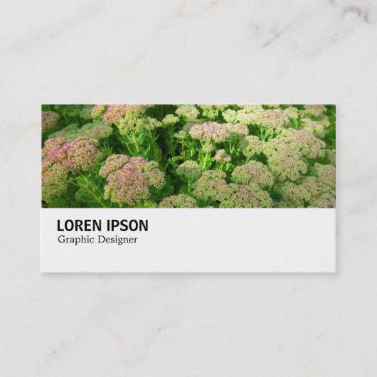 Hi-Phi - 0244 - Sedum "Autumn Joy" Visitekaartje (Voorkant)