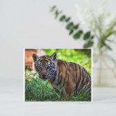 Hi-Res Sumatran Tiger Cub Briefkaart (Staand voorkant)
