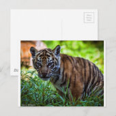 Hi-Res Sumatran Tiger Cub Briefkaart (Voorkant / Achterkant)
