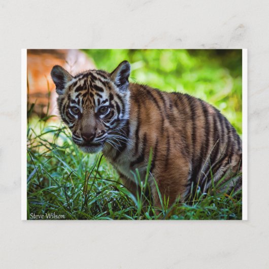 Hi-Res Sumatran Tiger Cub Briefkaart (Voorkant)
