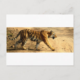 Hi-Res Tigres Stalking Briefkaart
