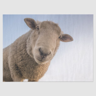 Hi-Tissue paper Tissuepapier