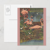 Hialeah Park Miami Flamingos Post Card Briefkaart (Voorkant / Achterkant)