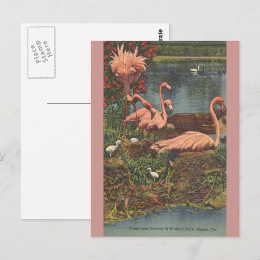  Hialeah Park Miami Flamingos Post Card Briefkaart (Voorkant / Achterkant)