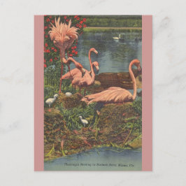 Hialeah Park Miami Flamingos Post Card Briefkaart
