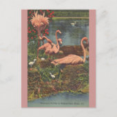  Hialeah Park Miami Flamingos Post Card Briefkaart (Voorkant)