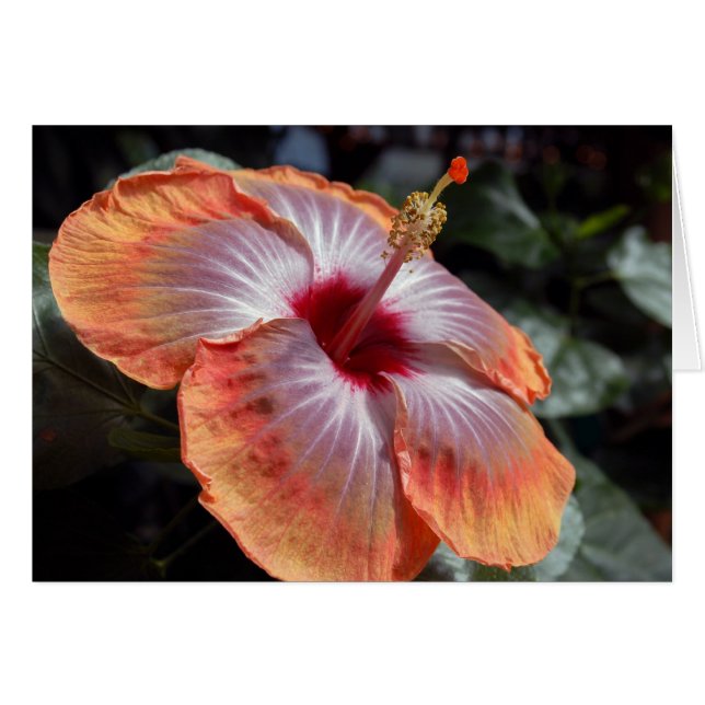 Hibiscus (Voorkant Horizontaal)