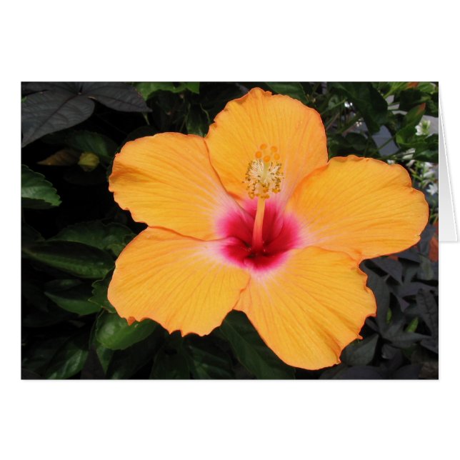 Hibiscus (Voorkant Horizontaal)