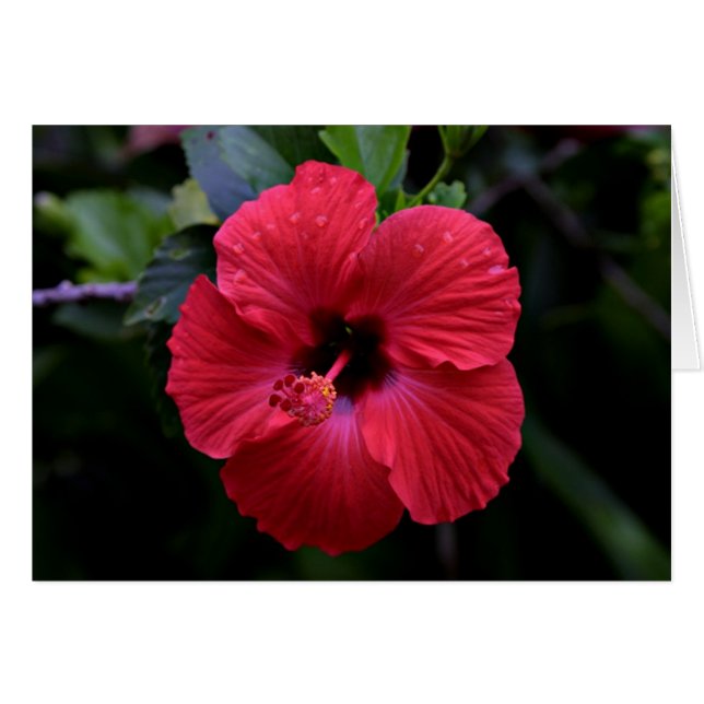 Hibiscus (Voorkant Horizontaal)