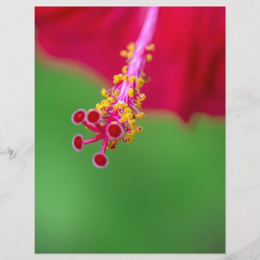 hibiscus (Voorkant)