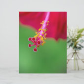 hibiscus (Staand voorkant)