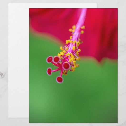 hibiscus (Voorkant / Achterkant)