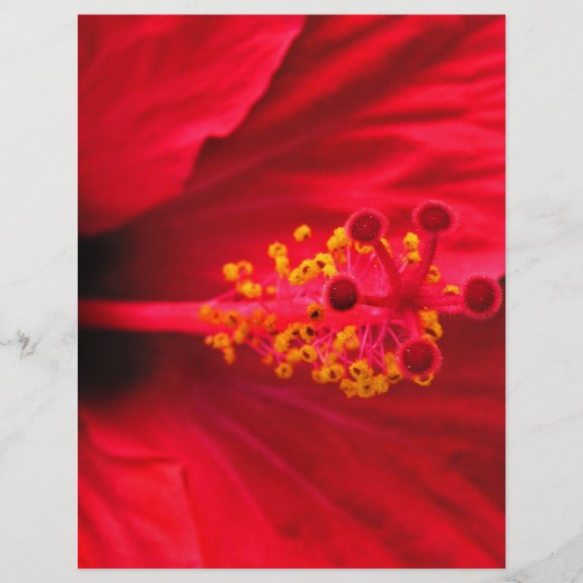 Hibiscus (Voorkant)