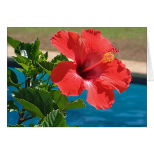 Hibiscus