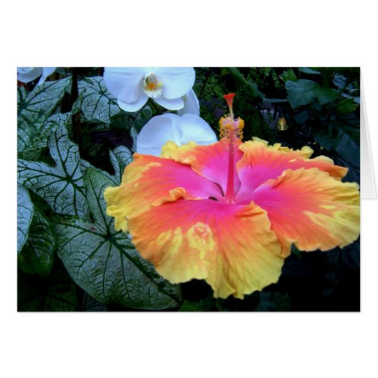 hibiscus (Voorkant Horizontaal)