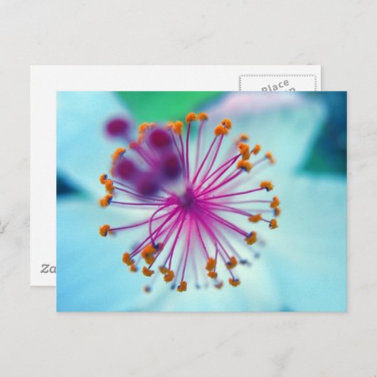hibiscus 10 briefkaart (Voorkant / Achterkant)
