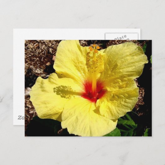 hibiscus 11 briefkaart (Voorkant / Achterkant)