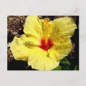 hibiscus 11 briefkaart (Voorkant)