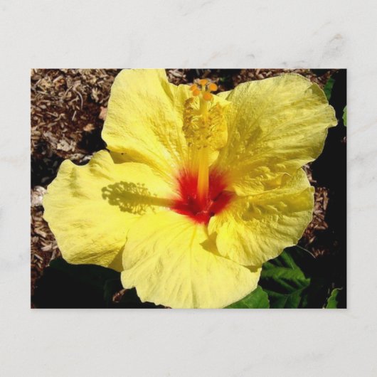 hibiscus 11 briefkaart (Voorkant)