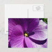 hibiscus 13 briefkaart (Voorkant / Achterkant)