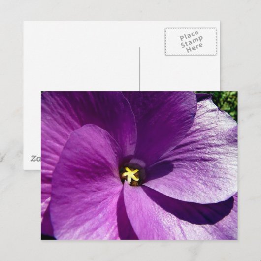 hibiscus 13 briefkaart (Voorkant / Achterkant)